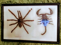Отдается в дар Скорпион и паук под стеклом