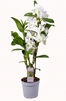 Отдается в дар Орхидея Дендробиум