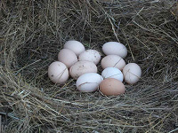 Отдается в дар 3 десятка деревенских яичек