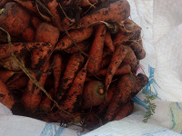 Отдается в дар Морковь-некондиция