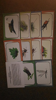 Отдается в дар Карточки с насекомыми