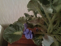 Отдается в дар Растения фиалки узамбарские с голубыми цветками