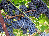 Отдается в дар синий виноград