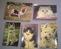Отдается в дар календарики, открытки СССР кошки, собаки новые