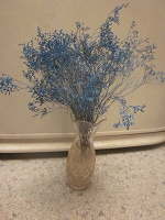 Отдается в дар Сухие растения для флористики Limonium Ohio Blue Limonium