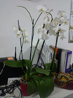 Отдается в дар Орхидеи Фаленопсис