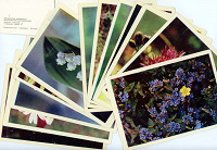 Отдается в дар Набор открыток Полевые цветы 1969г