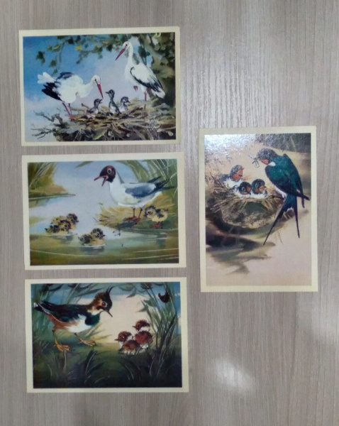 Открытки Фауна в дар (Санкт-Петербург, Москва). Дарудар
