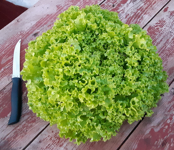 Московский салат фото зелень