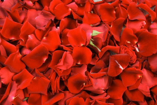 Заказать Лепестки Роз Спб Дешево Проспект Просвещения