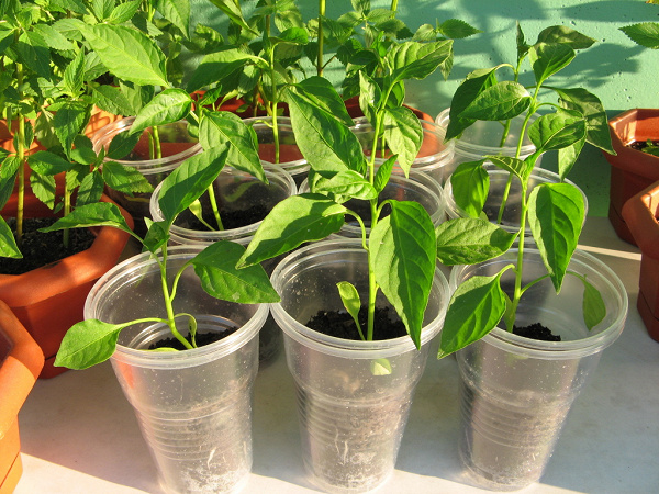 рассада перца в пластиковых стаканчиках. рассада перца в стаканчиках. рассада перца всходы. перец стаканчик. водка с перцем чили.