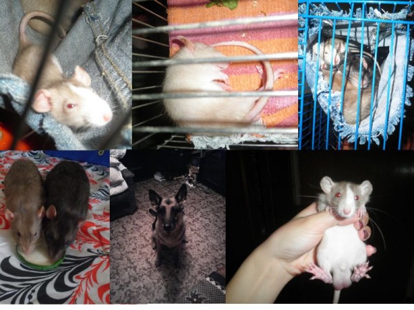 Фото template 