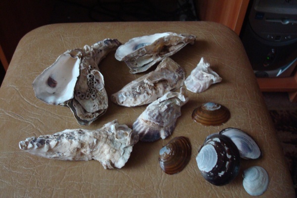 Ракушки в японском море