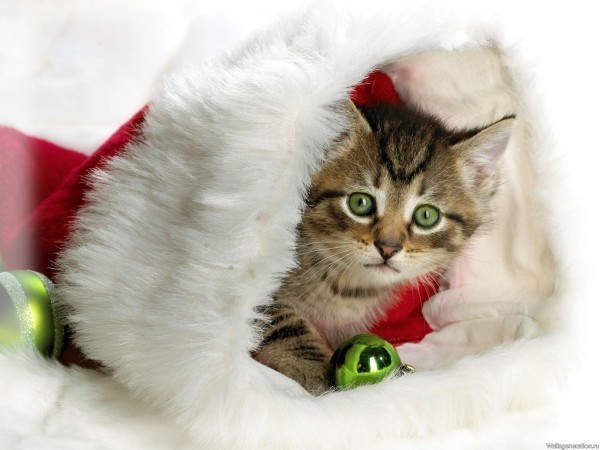 Кот в мешке. Новогодний дар для детей