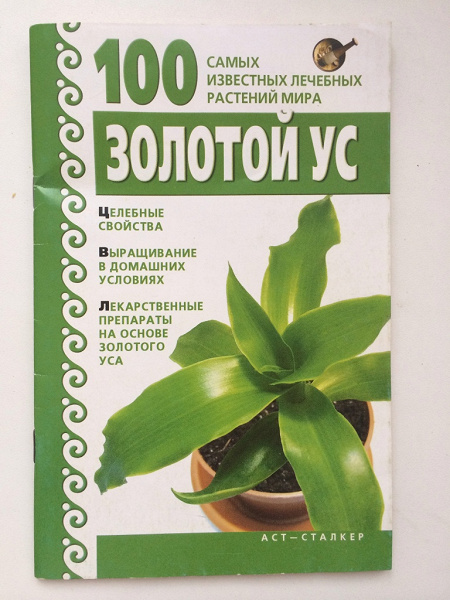 Золотой ус лечебные свойства фото