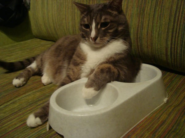 Кошачья миска в дар (Екатеринбург). Дарудар