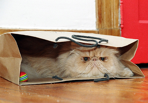 Календарный кот в мешке