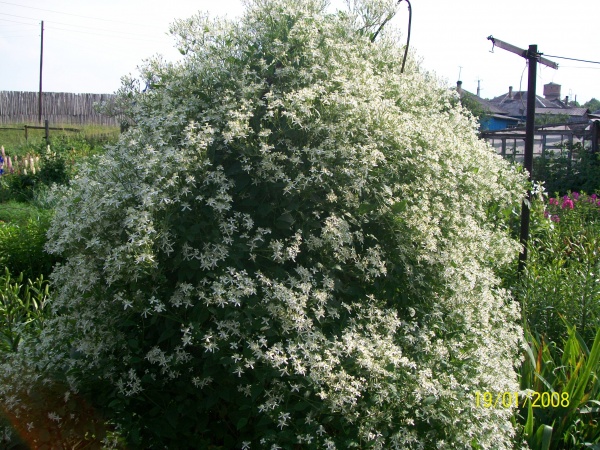 Клематис Мелкоцветковый Белый Купить