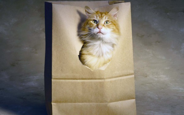 кот в мешке декупажный