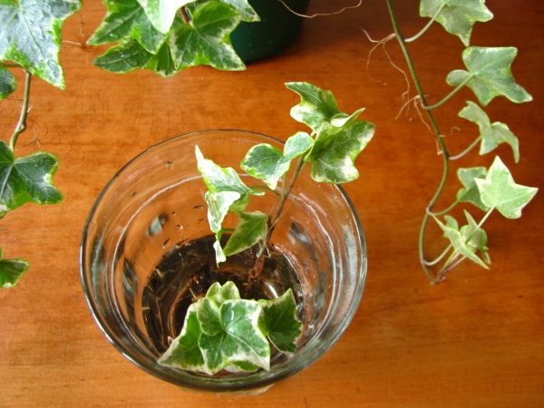 Плющ обыкновенный черенки. Плющ хедера размножение. Плющ хедера черенкование. Плющ хедера черенкование. Хедера хеликс черенкование.