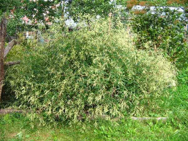 Горец Растопыренный