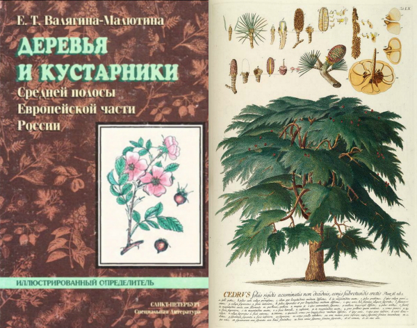 Книга «Деревья и кустарники средней полосы Европейской части России» в ...