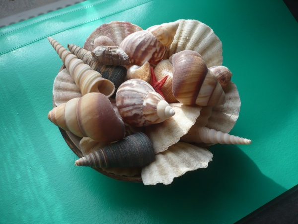 ракушки бу. ракушка сердцевидка черноморская. ракушки бу. ракушки бу. купить ракушки оптом.