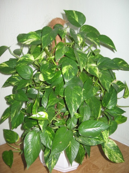 Черенки разных лиан в дар (Киев). Дарудар