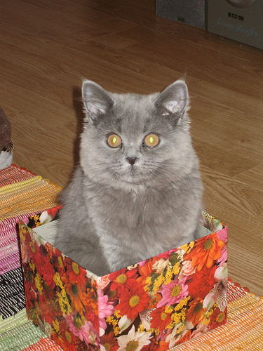 Кот в коробке для ХМ