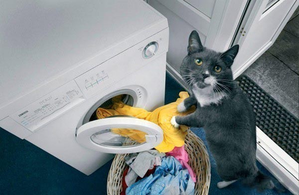 Кот в коробке «Хозяйственный»-2.