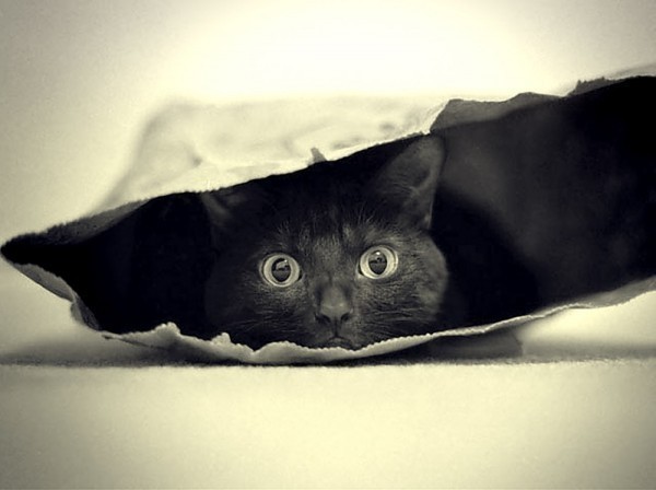 Кот в мешке Омский