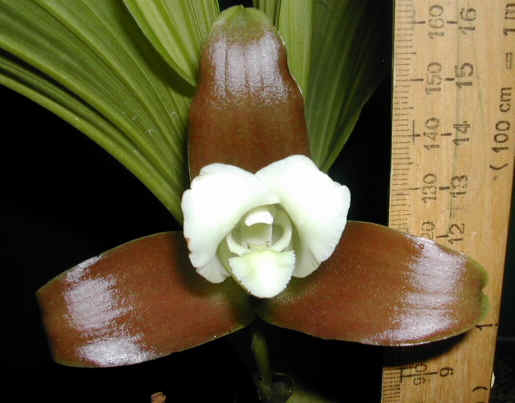 Ликаста гибридная (орхидея)