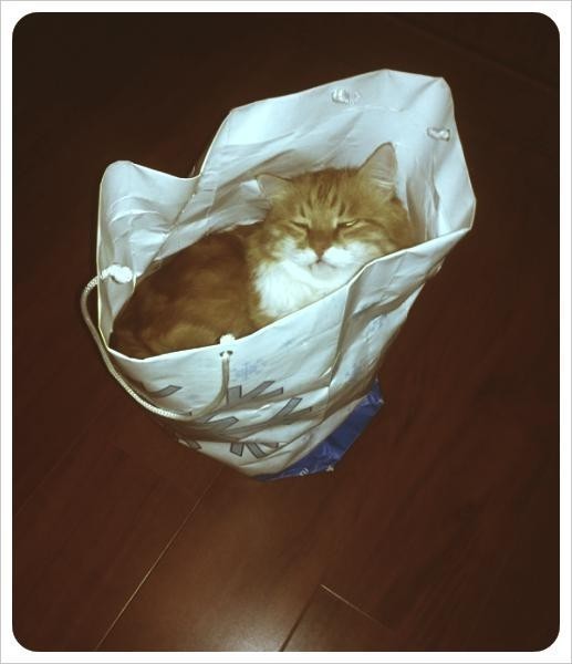 Косметический котик в мешке!