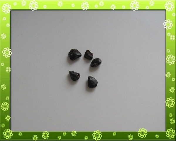 Косточки тамаринда. в дар (Санкт-Петербург). Дарудар