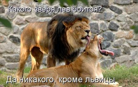 Лев в мешке )