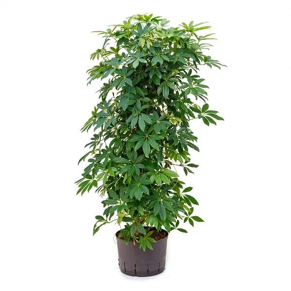 گیاه شفلرا آلپینا