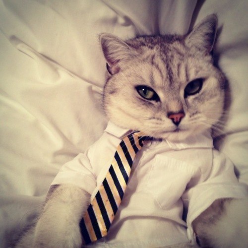 Одежно-офисный котик