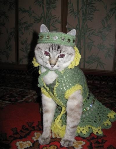 Вещевой кот