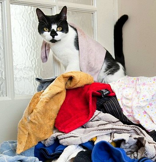 Кот и одежда