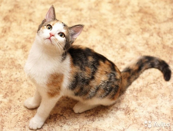 Эгейская кошка