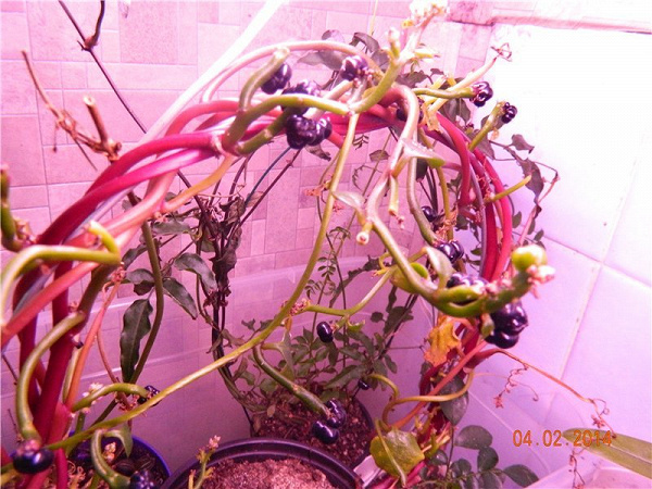 растения комнатные
