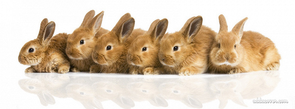 Фото BrotherRabbit 