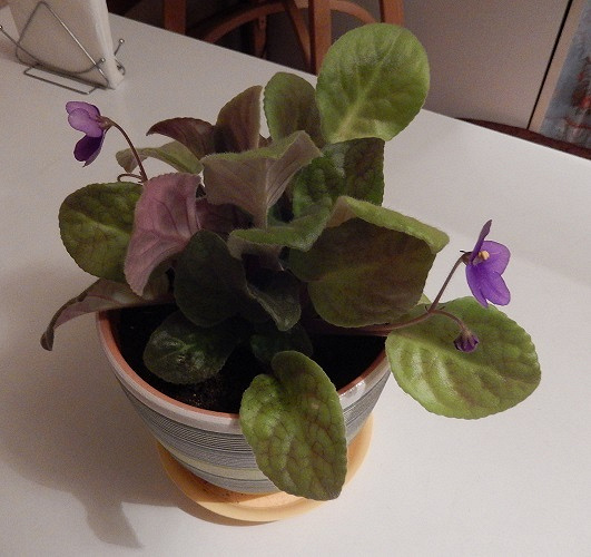 Кнн крокус фиалка. Фиалка без макушки. Сенполия фиалковая цветная. Фиалка лазурит. Красивые цветы в горшках.