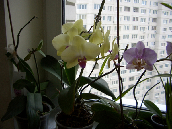 Фото Tatiana.sch 