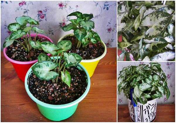 Сингониум мини ангел беби. Сингониум сильвер перл. Сингониум мини. Сингониум бэби. Сингониум панда.