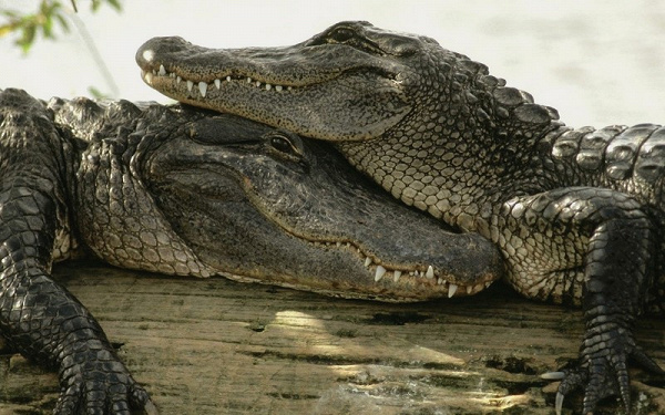 Фото Reptilia 