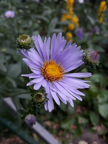 Фото Kotik13 