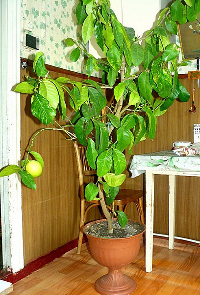 Копеечное дерево комнатное растение фото
