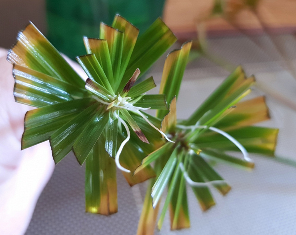 Ростки циперуса в дар (Москва). Дарудар