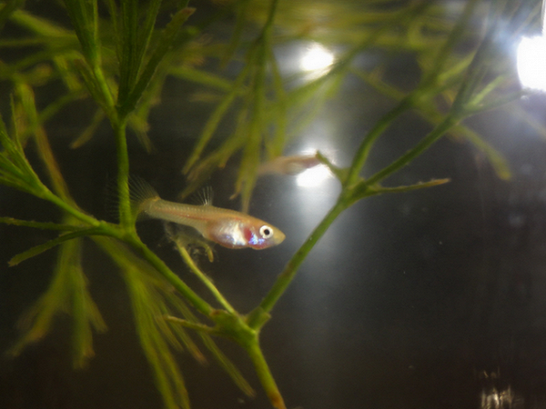 Мальки гуппи. Мальки рыб гуппи. Мальки моллинезии снежинки. Аквариумные водоросли для мальков. Мальки гуппи фото.